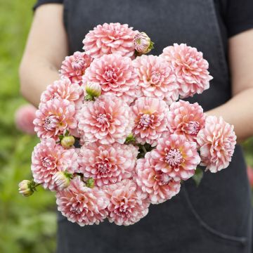 Dália decorativa Trustfull