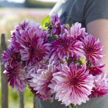 Dália decorativa Violet Dance