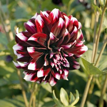 Dália gigante Contraste