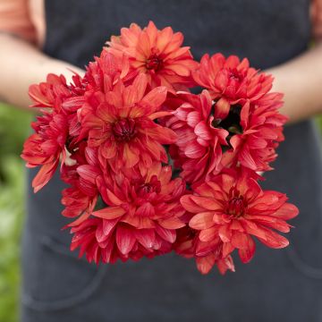 Dália decorativa Parc Floral de Paris