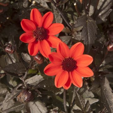 Dália anã Dark Angels® Pulp Fiction