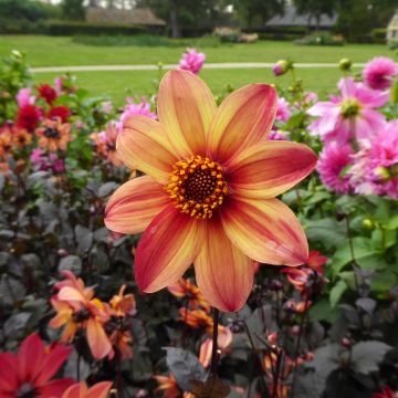Dália anémona Schippers Bronze