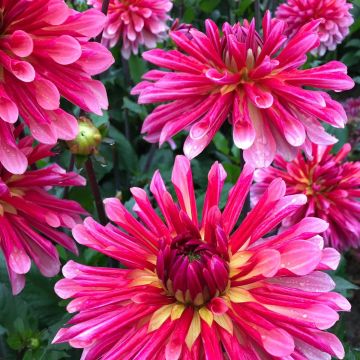 Dália semi-cactus Misses Dutch