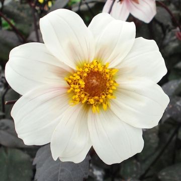 Dália anémona Twinings After Eight