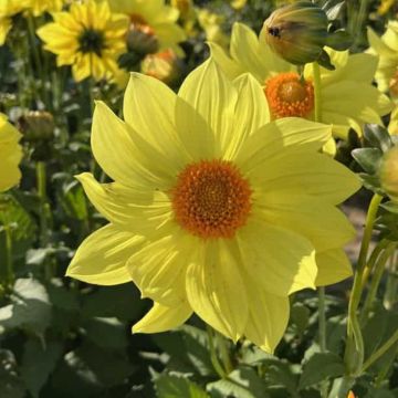 Dália anémona Tournesol