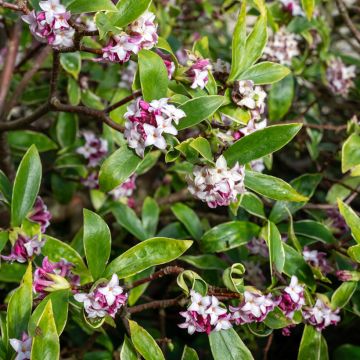 Daphne Perfume Princess - Daphné parfumé Daphne Perfume Princess - Daphné parfumé