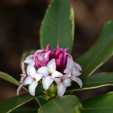 Daphne odora Aureomarginata