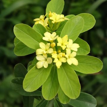 Daphne gemmata Royal Crown