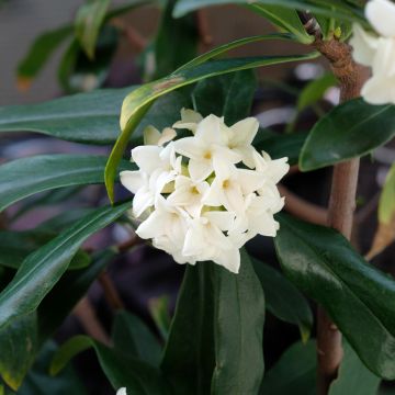 Daphne odora Perfume Princess White