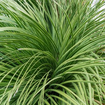 Dasylirion serratifolium