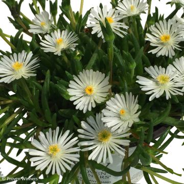 Delosperma Royal Ranger Branco