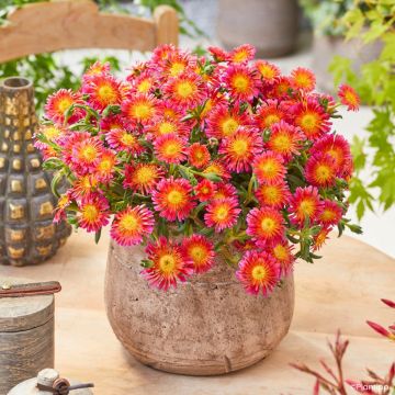 Delosperma Ocean Sunset Orange Glow - Planta-do-gelo