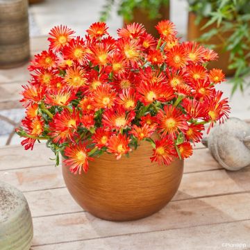 Delosperma Ocean Sunset Orange Vibe - Planta-do-gelo