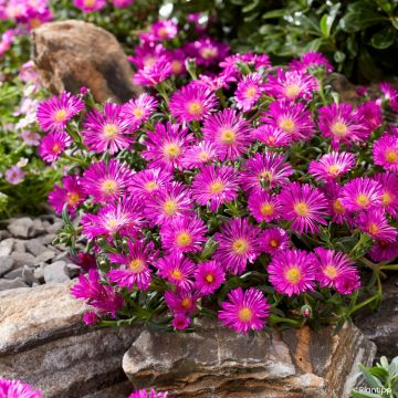 Delosperma Ocean Sunset Violet - Planta-do-gelo