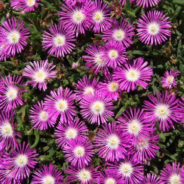 Delosperma floribundum Stardust em sementes