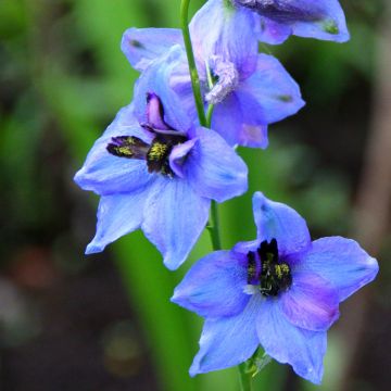 Delphinium Blauwal