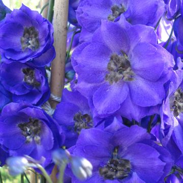 Delphinium Pacific Blue Jay