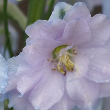 Delphinium Blue Lace