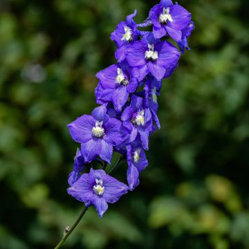 Delphinium Christel