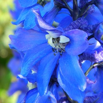 Delphinium Cristella