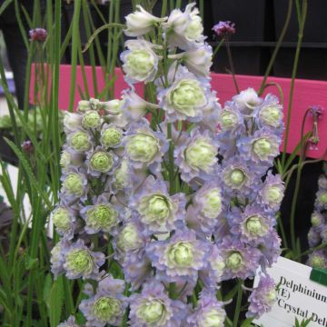 Delphinium Crystal Delight