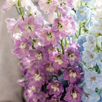 Delphinium Magic Fountain Deep Rose