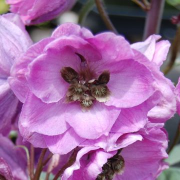 Delphinium Dusky Maiden