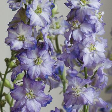 Delphinium Fancy Purple Picotee em sementes