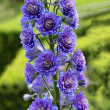 Delphinium Highlander Blueberry Pie