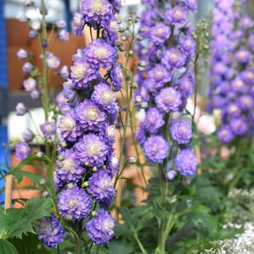 Delphinium Highlander Bolero