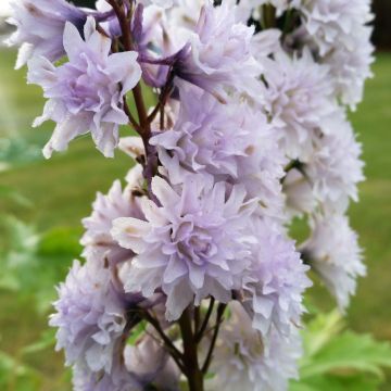 Delphinium Highlander Cha Cha