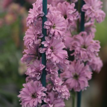 Delphinium Highlander Flamenco