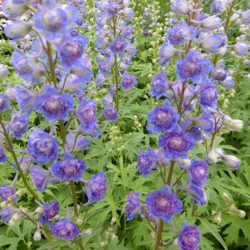 Delphinium Highlander Sweet Sensation