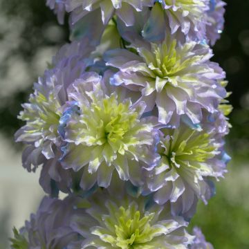 Delphinium Highlander Sweet Sensation