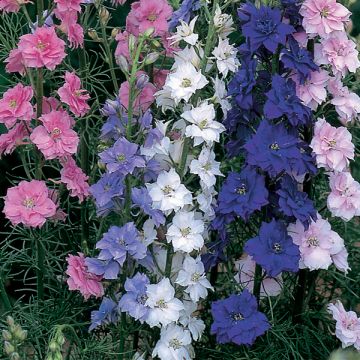 Delphinium Little Rocket Mix em sementes - Delfínio