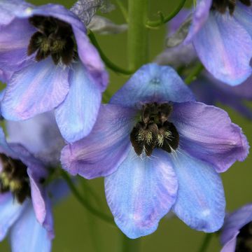 Delphinium Mrs Newton Lees