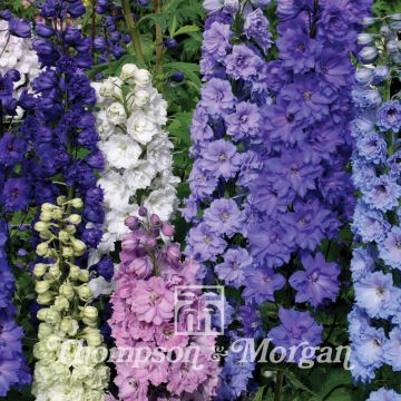 Delphinium hybridum New Zealand Doubles Mixed em sementes