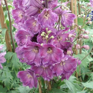 Delphinium Pacific Astolat