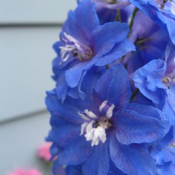 Delphinium Pacific Blue Bird