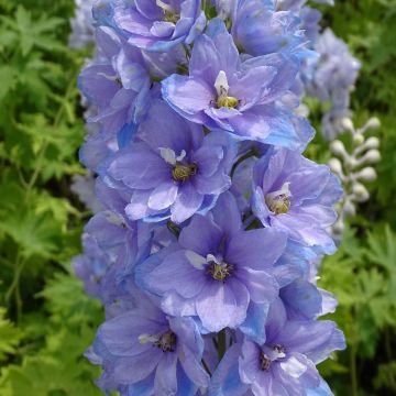 Delphinium Pacific giant Cameliard