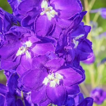 Delphinium Pacific King Arthur