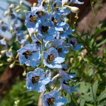 Delphinium Perlmutterbaum
