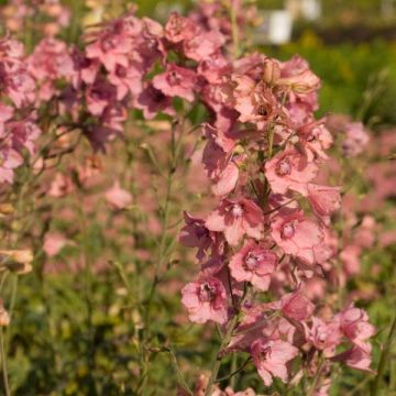 Delphinium ruysii Pink Sensation