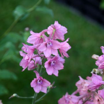 Delphinium ruysii Pink Sensation