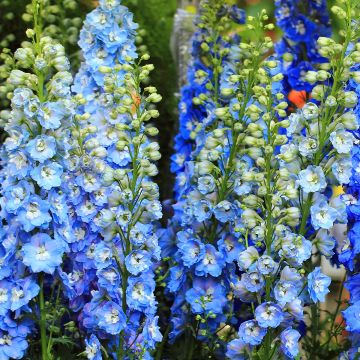 Delphinium Magic Fountain Sky Blue
