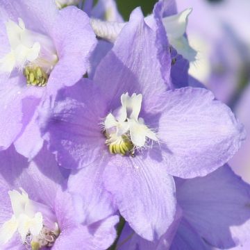 Delphinium belladonna Capri