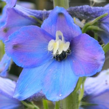 Delphinium belladonna Piccolo