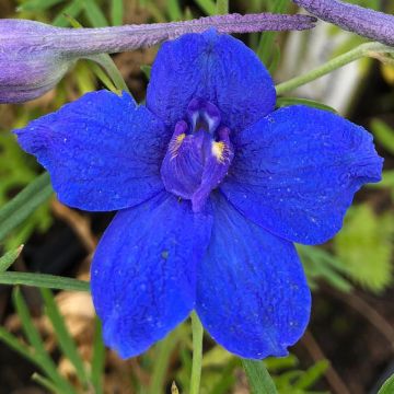 Delphinium grandiflorum Blauer Zwerg