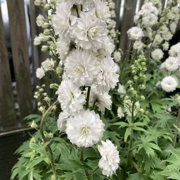 Delphinium Highlander Samba