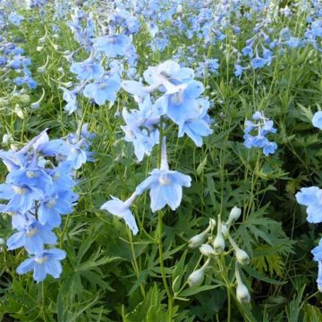 Delphinium belladonna Cliveden Beauty